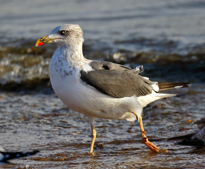 Lesser Black-backed Gull