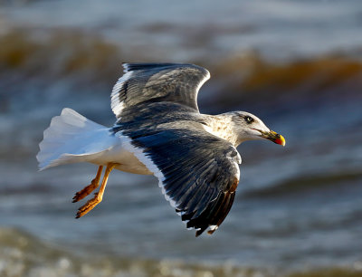 Lesser Black-backed Gull