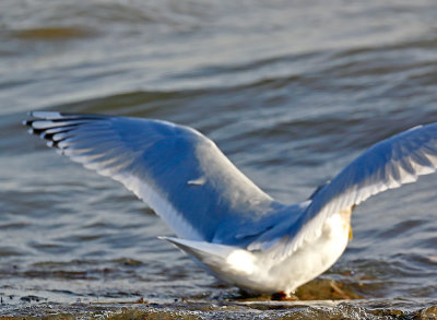 Thayer's Gull