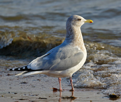 Thayer's Gull