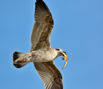 Lesser Black-backed Gull