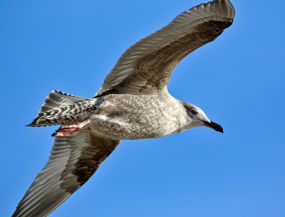 Herring Gull