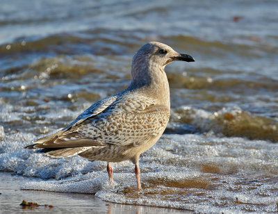 Thayer's Gull