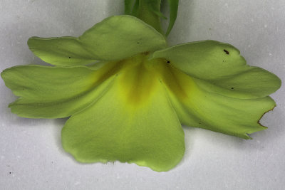 Macro Yellow/Green Flower