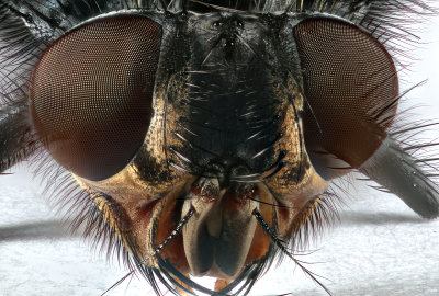 The Eyes Have It - Macro House Fly