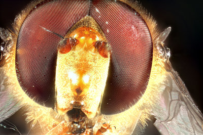 Face of a Hover Fly