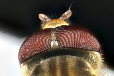 Head of a Hover Fly