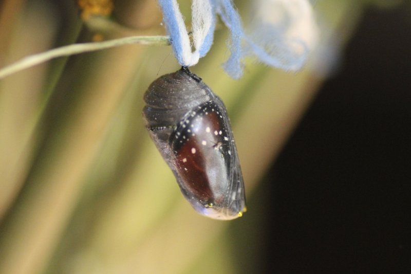 Queen Chrysalis showing butterfly inside