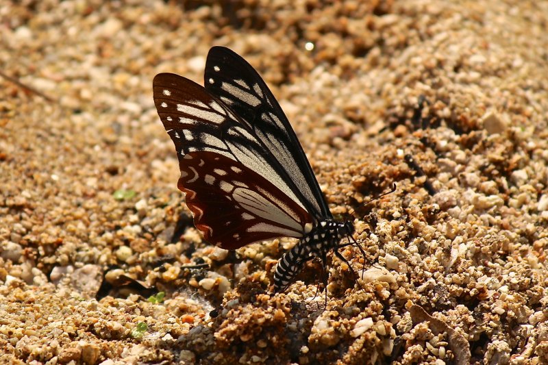 Papilio agestor agestor