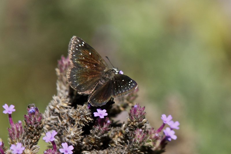 Common Sootywing
