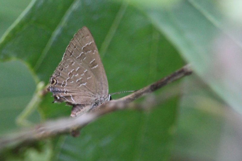 Hickory Hairstreak