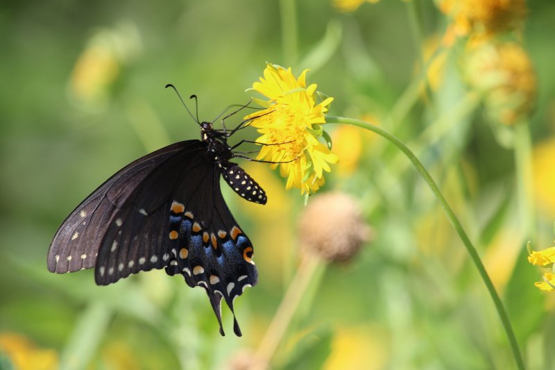 Eastern Black Swallowtail nectaring