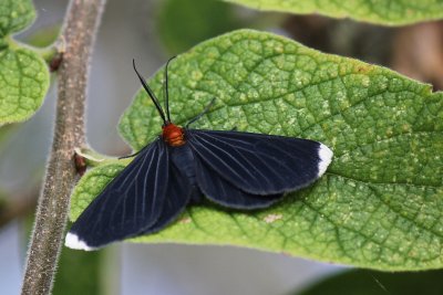 White-tipped Black Moth