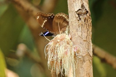 Hypolimnas bolina jacintha