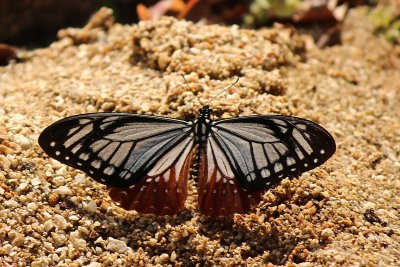 Papilio agestor agestor