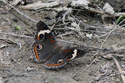 Common Buckeye