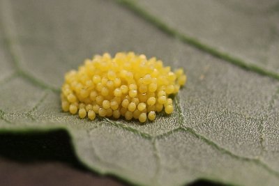 Bordered Patch Eggs