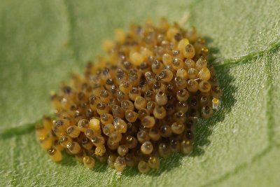 Bordered Patch Eggs