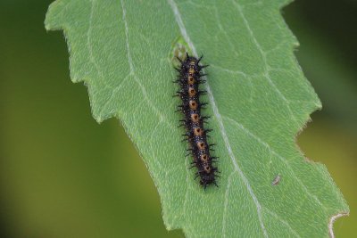 Bordered Patch Caterpillar