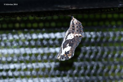 Bordered Patch Chrysalis