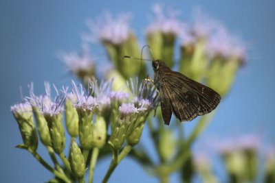 Fawn-spotted Skipper