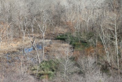 Cattail Marsh