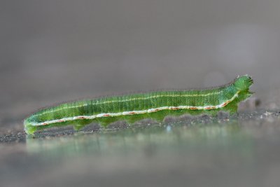 Orange Sulphur Caterpillar
