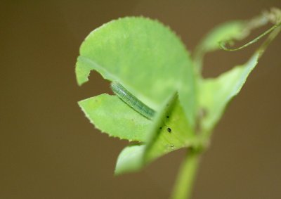 Tiny Orange Sulphur Caterpillar