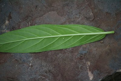 Monarch Egg