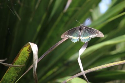 Gold Rim swallowtail