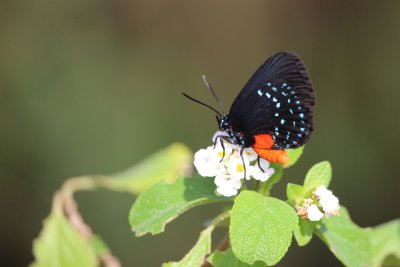 Eurmaeus atala