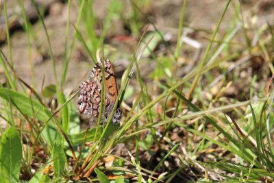 Eastern Pine Elfin