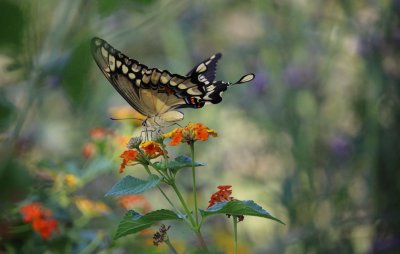 Giant Swallowtail nectaring on lantana