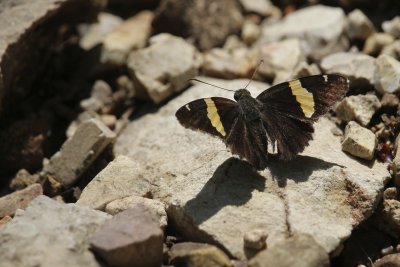 Golden Banded-Skipper and Shadow