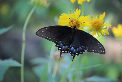 Eastern Black Swallowtail Female