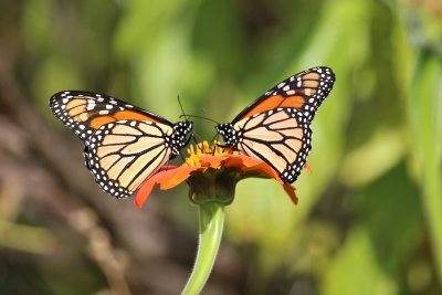 Migrating Monarchs