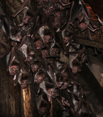 bats.jpg