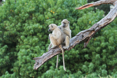 baboons.jpg