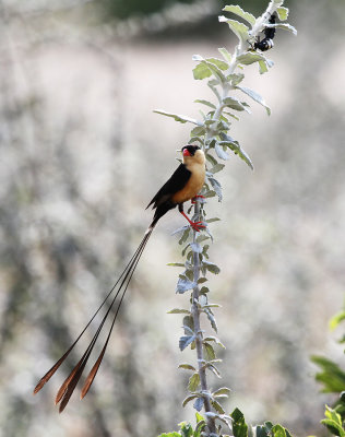 bird.jpg