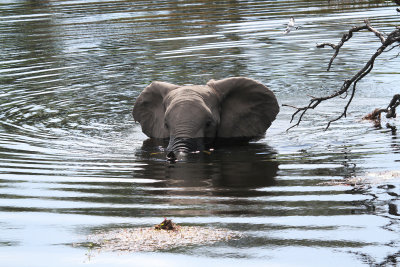 elephant.jpg