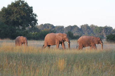 elephants2.jpg