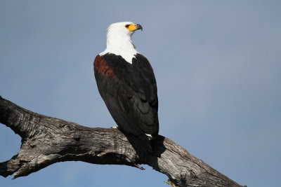 fisheagle.jpg