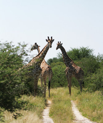 giraffe.jpg