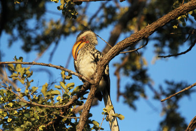 hornbill.jpg