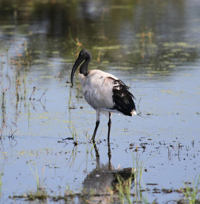 ibis.jpg