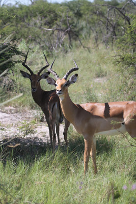 impala.jpg