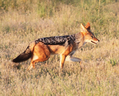 jackal.jpg