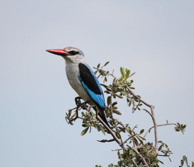 kingfisher.jpg