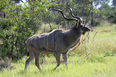 kudu.jpg