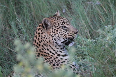 leopard.jpg